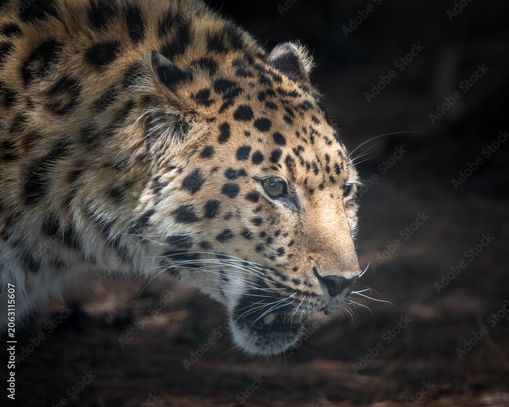 Obraz premium Close up Adult Male Amur Leopard