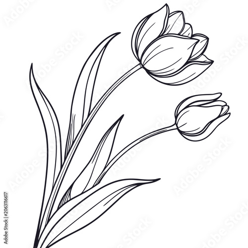 tulip botanical illustration with leaves