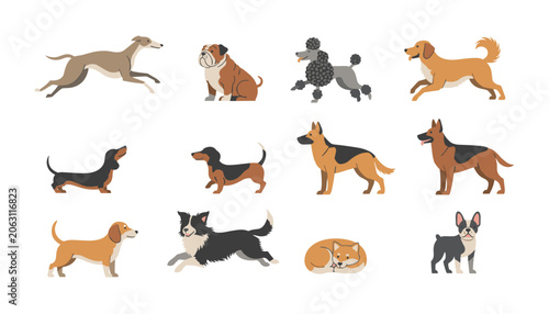 Large set of popular dog breeds including poodle, bulldog, golden retriever, dachshund, and german shepherd on a white background.