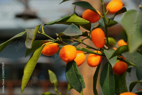 Fotografía Kumquat or cumquat, or Citrus japonica, fruit