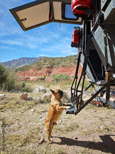 Cute loyal dog eagerly waiting to get inside an overland camper vehicle for a road trip.