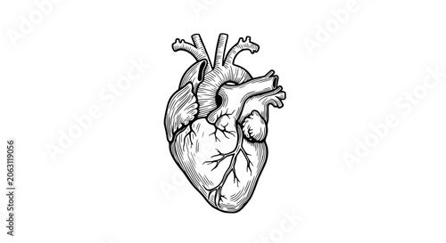 Anatomical heart illustration, black and white sketch, isolated on white background