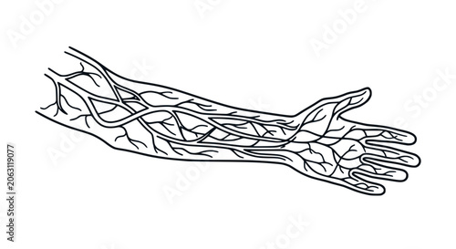 Human Arm Circulatory System Vein Network Diagram
