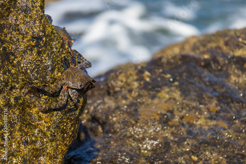 Vibrant marine crabs navigating wet volcanic rocks coastal wildlife ecosystem macro series