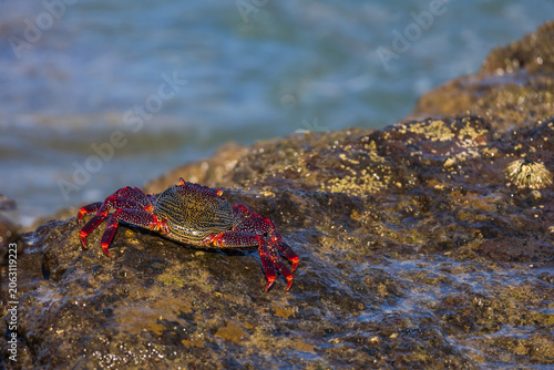 Vibrant marine crabs navigating wet volcanic rocks coastal wildlife ecosystem macro series