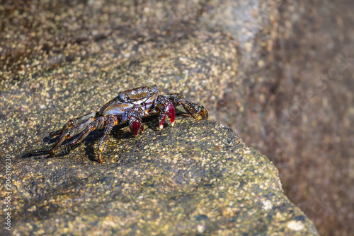 Vibrant marine crabs navigating wet volcanic rocks coastal wildlife ecosystem macro series