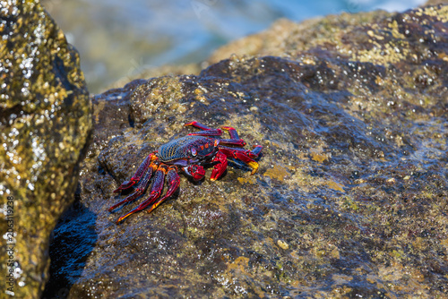 Vibrant marine crabs navigating wet volcanic rocks coastal wildlife ecosystem macro series