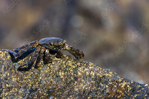 Close up portrait of marine crab on rock ridge with soft bokeh background