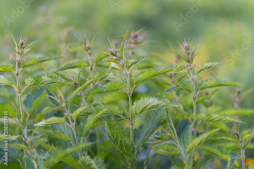 Tableau sur toile Rich plant environment