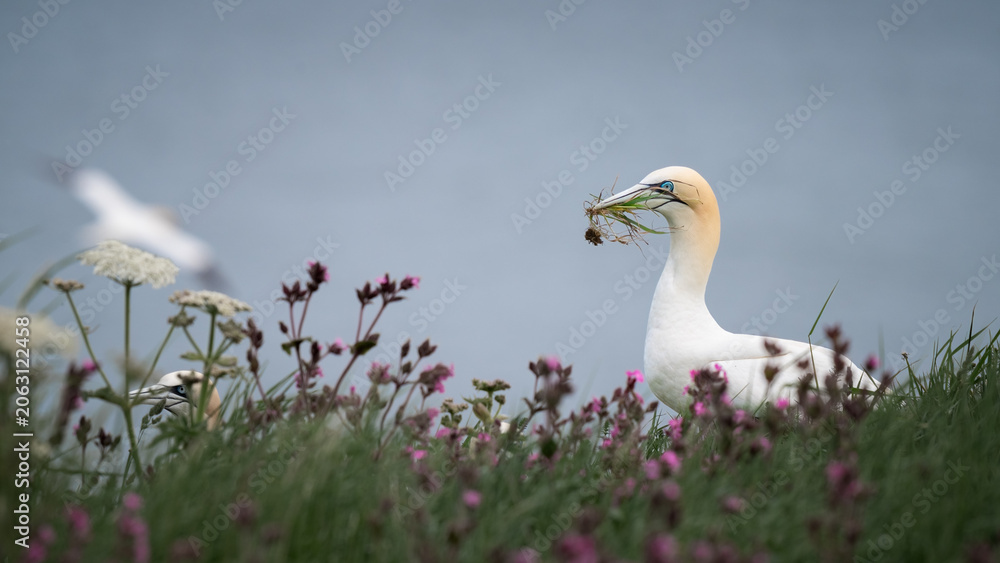 Obraz premium Guillemot Collecting Grass to Make a Nest