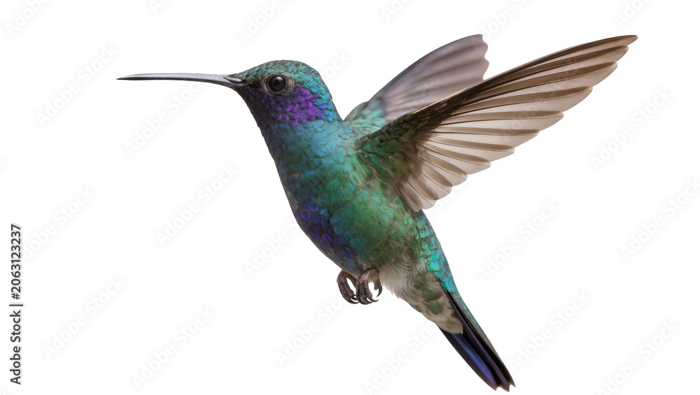 Fototapeta premium Hummingbird with iridescent green and purple plumage in flight