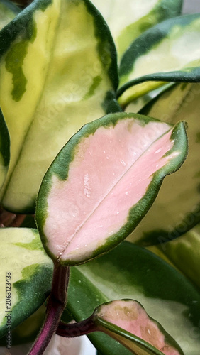 Young pink leaf of Hoya carnosa Tricolor close up. Variegated wax plant foliage on macro shot. Vertical