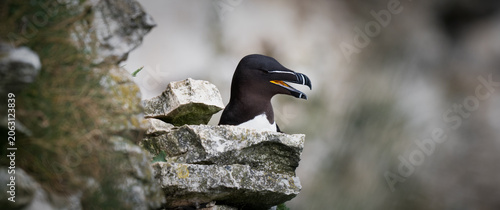 Foto Razorbill on a Cliff Edge