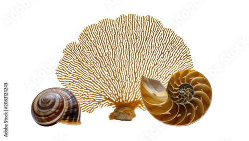 Принти на полотні Snail shell and Nautilus shell halves with sea fan