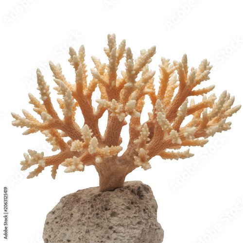 A detailed close-up of a light beige staghorn coral specimen attached to a textured grey rock base, captured against a solid
