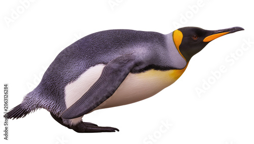 Canvas Print King penguin with yellow and orange neck markings