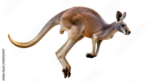 Cuadro en lienzo Red kangaroo hopping side view light brown fur, long tail