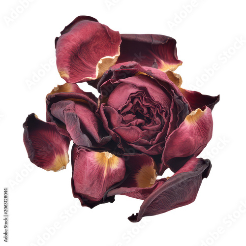 A dried deep red rose flower head surrounded by scattered fallen petals, isolated on a white background, showing texture and organic decay