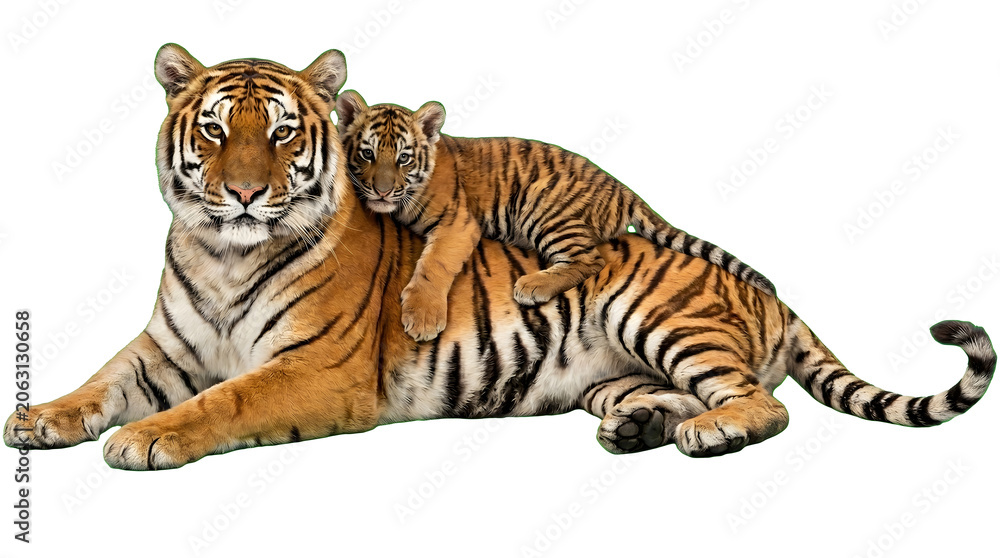 Obraz premium Adult Tiger and Cub Isolated on White Background Wildlife Family Portrait