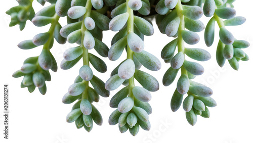 Quadro su tela Donkey Tail Succulent plant with plump green leaves