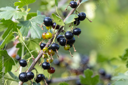 Obraz na plátně Ripe jostaberry hybrid berries growing on a branch of a bush in summer garden close up