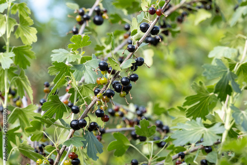 Fotografie Ripe jostaberry hybrid berries growing on a branch of a bush in summer garden close up