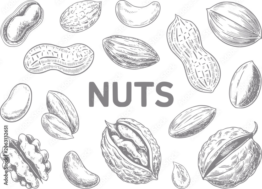 Fototapeta premium Hand-drawn of assorted nuts with the word nuts