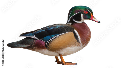 Wood Duck Male Bird Colorful Plumage Red Eye