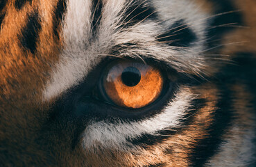 Close up of tiger eye with vivid amber color and detailed fur texture symbolizing wildlife power strength focus and natural beauty in majestic animal photography Generative Ai.