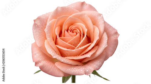 Photos Rose in close up full bloom with densely layered peach pink petals glistening wi