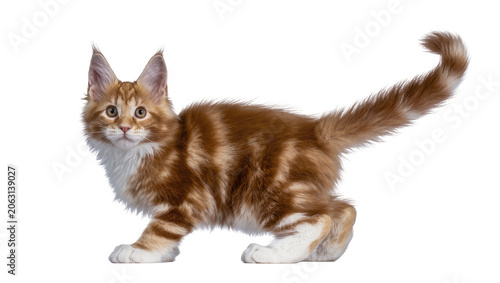 Φωτογραφία Orange tabby Maine Coon kitten walking fluffy fur, white chest