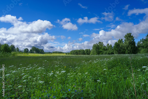 field of grass and blue sky