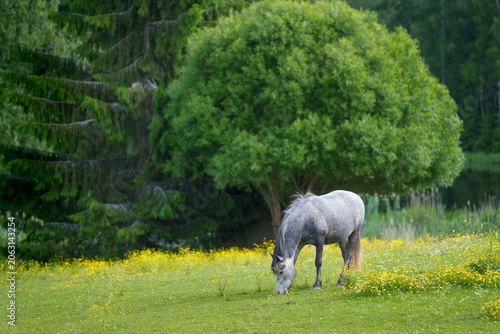 horse in the meadow