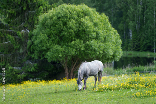 horses in the field