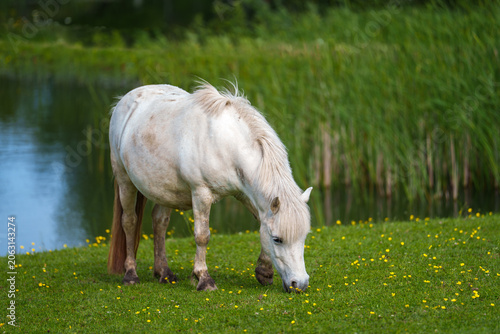 white horse grazing in a meadow