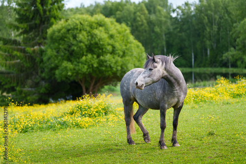 horse in the meadow