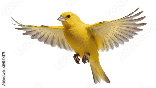 Quadro su tela Yellow canary bird with wings spread in flight