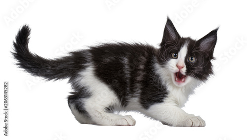 Black and white fluffy kitten with open mouth