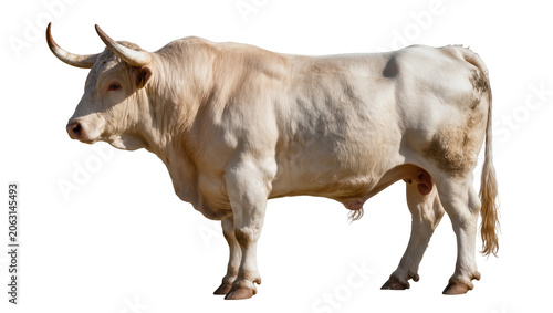 Cuadro en lienzo Large white bull with curved horns and muscular body