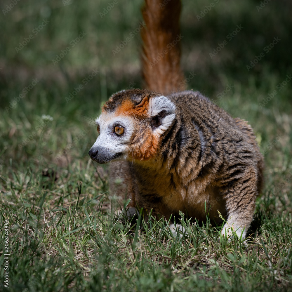 Fototapeta premium Male Crowned Lemur Sitting on Grass