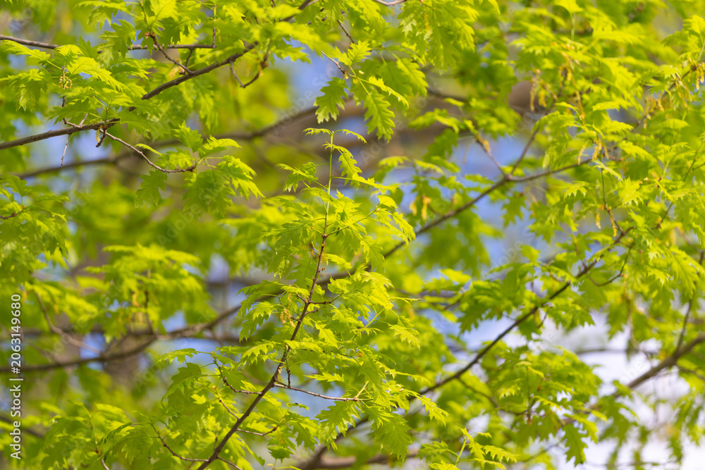 Fototapeta premium Tender green leaves above walking path with dappled light and shallow focus, tranquil park atmosphere inviting outdoor leisure, nature connection and quiet reflection