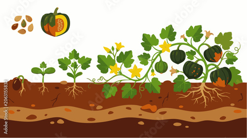 Acorn squash plant growth stages, from seed germination to vine with green fruit and yellow flowers in soil cross-section