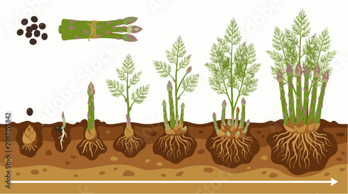 Asparagus plant life cycle showing seed germination, root development, and stalk growth stages in soil cross-section