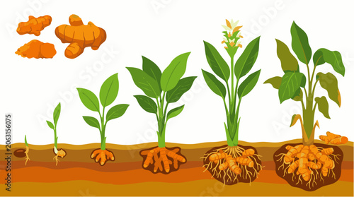 Turmeric plant growth stages, from seed germination and sprout development to flowering plant with underground rhizome root system