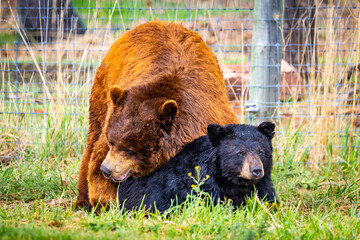 Two Black Bears Mating in South Dakota