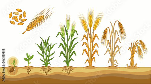 Infographic showing the life cycle of a barley plant, from seed germination and seedling growth to golden stalks and harvest stages