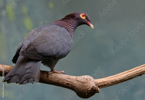 Scaly-naped pigeon