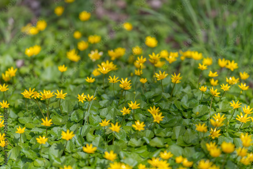 Fototapeta premium Vivid floral motif. Consistent pattern of vibrant yellow flowers alongside gleaming leaves constructs rhythmic natural texture perfect for decorative themes and backgrounds