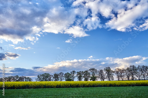 Rural landscape with farmland, rows of trees, and a forest