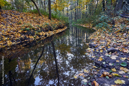 A river flowing through a dense, deciduous forest in autumn